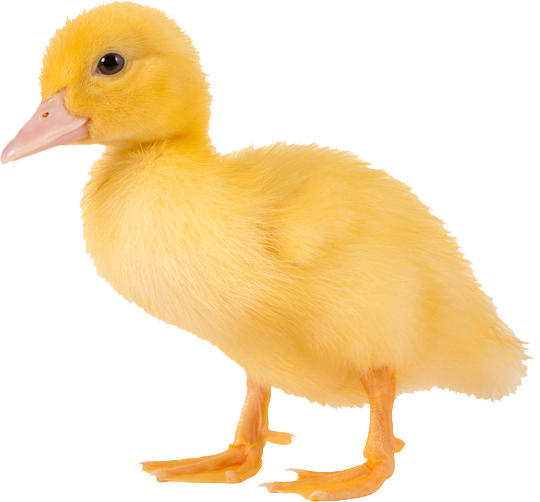 A succulent duckling